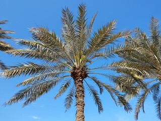 Date palm tree against the blue sky in Sharjah, UAE