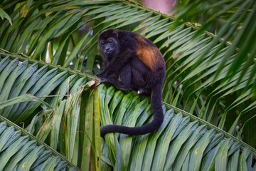 Hower monkey with a baby climbing a palm tree close to Cahuita National Park in Costa Rica