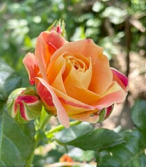 Nahaufnahme einer orangefarbenen Edelrose der Sorte „Louis de Funès“ mit Knospen. Die elegante...