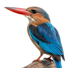 Fototapeta premium javan kingfisher the blue bellied kingfisher isola