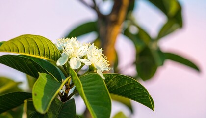 Close-up of delicate white flowers