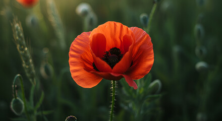 Vibrant red poppy flower blooming gracefully in a sun-drenched green field