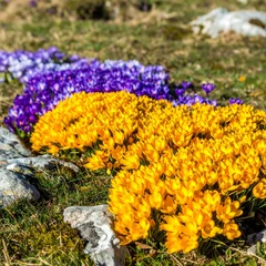 Foto auf Acrylglas Pflegezentrum Vibrant yellow and purple crocus flowers blooming in a rocky field  © Ira