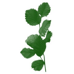 Lush Green Plant with Rounded Leaves