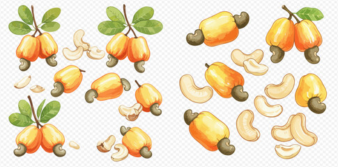 A watercolor collection of ripe cashew fruits on branches with leaves and shelled cashew nuts, isolated on a transparent background.