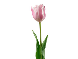 Fototapeta premium Single pink tulip flower isolated on black background, Isolated On White Background, Png Transparent