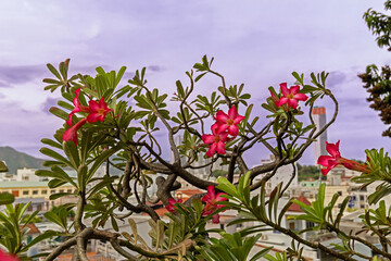 flowers in the garden