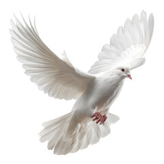 Obraz premium White dove in mid-flight with spread wings against a plain background showcasing grace and beauty