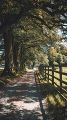 Scenic pathway lined with trees and wooden fence