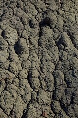 Closeup of dry cracked soil on a sunny spring day.