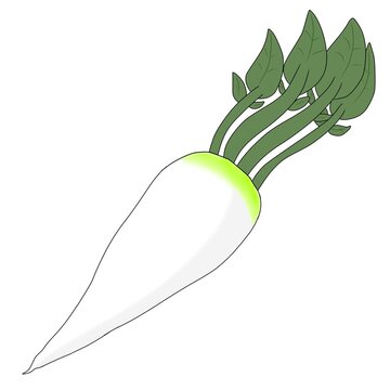 シンプルな大根のイラスト
