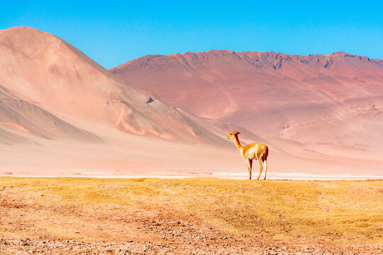 Vicuna on the Andean plateau, Puna region