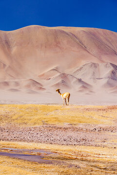 Vicuna in the wild landscape, Argentina