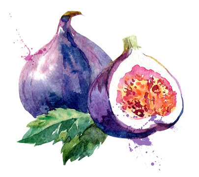 Naklejki Hand drawn watercolor painting fruit fig. Isolated illustration