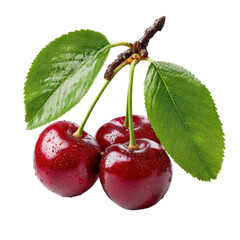 Freshly harvested cherries glistening with water droplets on a green leaf against a white background