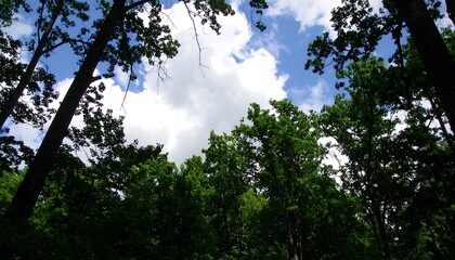 Fototapeta premium Forest canopy with blue sky