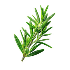 Fototapeta premium Fresh rosemary sprig with vibrant green leaves on a white background, perfect for culinary use and herbal remedies