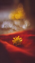 Fototapeta premium Golden chrysanthemum blossom on scarlet silk, with soft light and distant fireworks. 