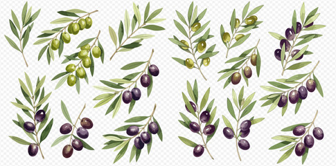 A collection of illustrated olive branches with green and ripe black olives and leaves, isolated on a transparent background.