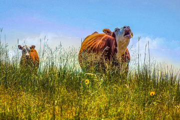 Hereford Cow Bellowing 