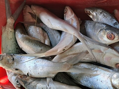 milk fish and macarel in gtraditional markrt