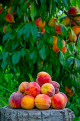 Peaches on a wooden stump in a peach orchard