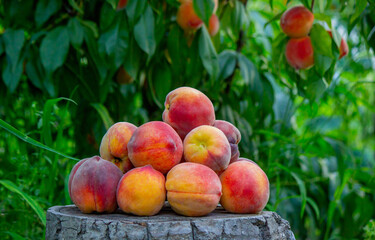 Peaches on a wooden stump in a peach orchard