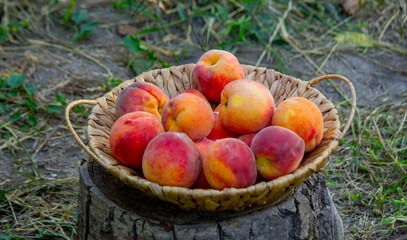 Peaches in a basket on a wooden stump in a peach orchard