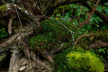 alter Wurzelstock mit Moos in der Sonne, old root stock with moss in the sun
