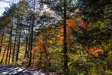 日本の風景・秋　長野県大桑村　紅葉の阿寺渓谷