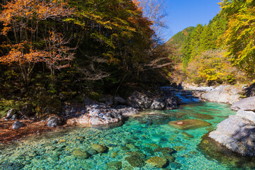 日本の風景・秋　長野県大桑村　紅葉の阿寺渓谷