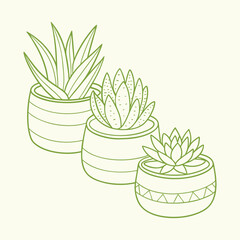Charming Succulent Plant Collection in Decorative Pots.
