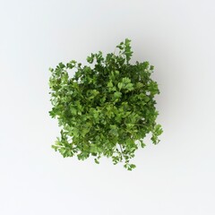 Obraz premium Overhead View Of Lush Green Herb Plant In Pot On White Background