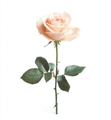 Pale Cream Rose Close Up Delicate Bloom Isolated On White Background