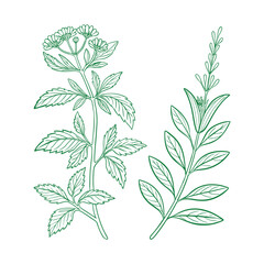 Fresh Herb Garden Bundle for Culinary Enthusiasts.
