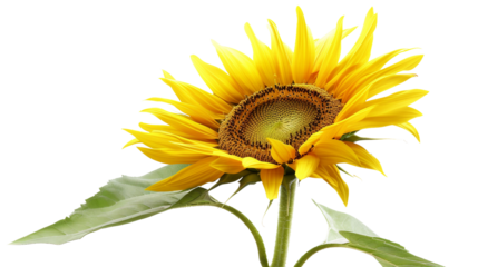 Detailed View of a Sunflower Flower Head on white background