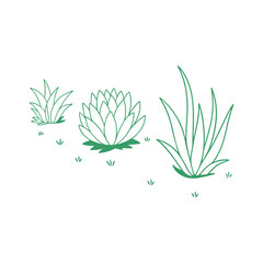 Stylish Succulent Garden for Indoor and Outdoor Spaces.