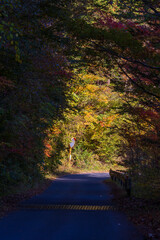 日本の風景・秋　長野県大桑村　紅葉の阿寺渓谷