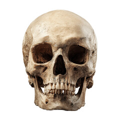 Obraz premium Human skull displayed against a plain background, showcasing detailed bone structure and features