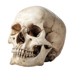 Fototapeta premium Detailed representation of a human skull showcasing distinct features and textures in a neutral setting