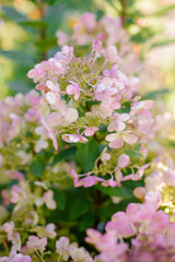 Pink Tinted Hydrangea Wims Red in Bloom