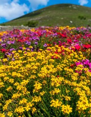 Obraz premium Vibrant wildflowers blanket a hillside beneath a clear sky and rolling hills