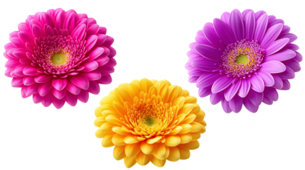 Daisy flower purple ,red,yellow,white, pink,violet, Lavender and peach collection on transparent background.