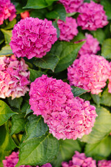 Pink Bigleaf Hydrangea Blossoming Among Lush Green Leaves