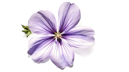 Obraz premium Single violet flower , Closeup on white background