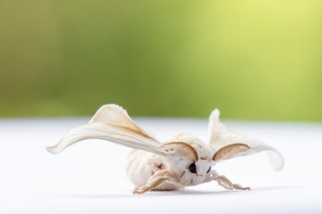 The moth emerging from the cocoon