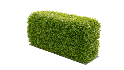 Isolated Rectangular Boxwood Shrub on a Black Background for Garden Design and Landscaping