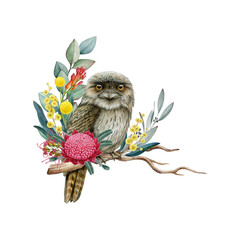 Tawny frogmouth with Australia native floral decor vintage style hand drawn illustration. Australian bird decorated with golden wattle, grevillea, waratah flowers isolated on white background