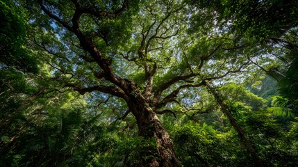 Ancient jungle tree with massive trunk and wide branches, spreading a vibrant green canopy under the sunlight, symbolizing strength, wisdom, and the eternal spirit of the rainforest.