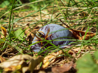 Wasp Feeds on a Ripe Plum on the Ground
